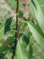 MacKenzie's willow (Salix rigida)
